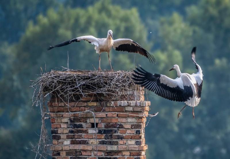 Professional Chimney Animal Removal Services in Beverly, Massachusetts